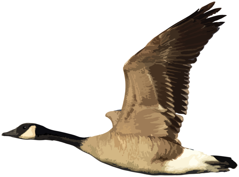 Arlington Honker Logo Arlington Honker Logo